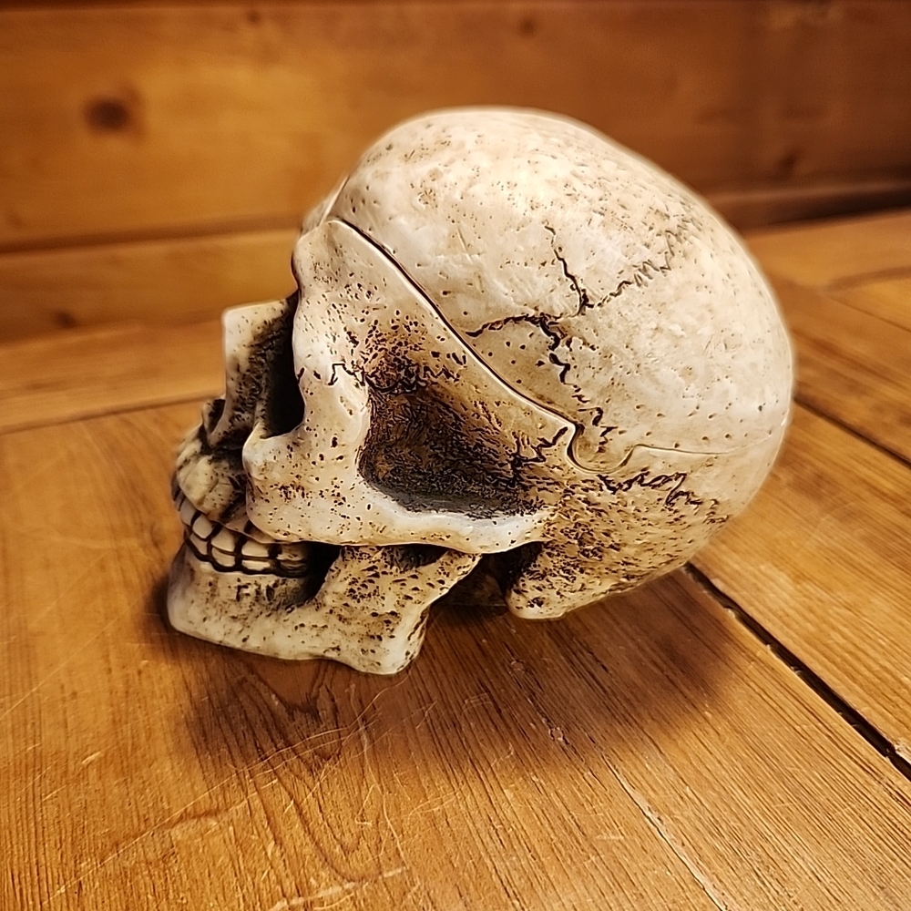 Vintage Skull Ashtray Trinket Removeable Cranium Figural Hidden Secret Sneaky - Picture 4 of 9